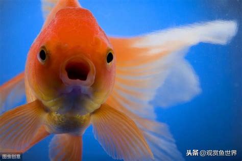 養金魚入門|養魚新手入門：12個教學讓你養魚一次上手（新手必讀）